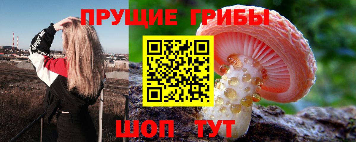Псилоцибиновые грибы Psilocybe Старая Купавна